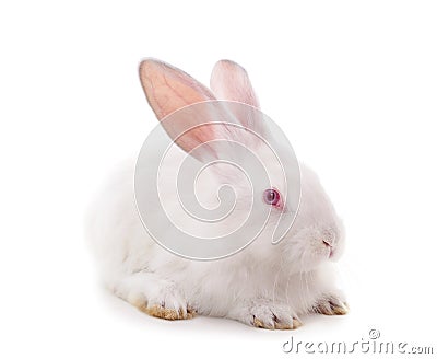 One white rabbit Stock Photo