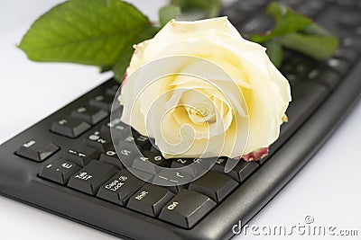 One white rose on black keyboard cut out on white background. A bit of romance in everyday life, Valentine concept. Stock Photo