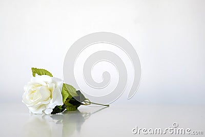 One white rose is placed on a white background Stock Photo