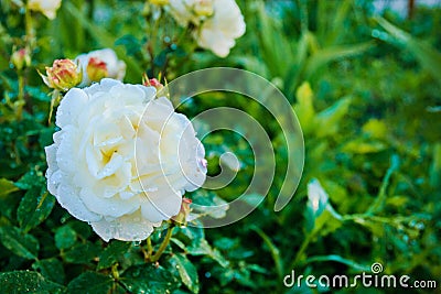 One white rose with water drops in the garden Stock Photo