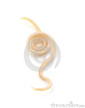 One white roundworm parasite Stock Photo