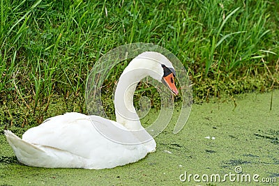 One white swan with orange beak, swim in a pond. Duckweed floats in the water Stock Photo