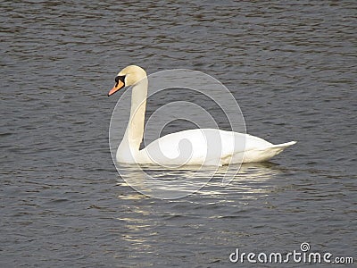 One white Swan swimming in the river Stock Photo