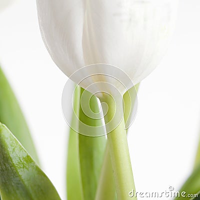 One white tulip on white sq Stock Photo
