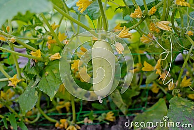 One white type angel cucumber on a bed among yellow flowers. Hybrid varieties of cucumbers in the garden Stock Photo