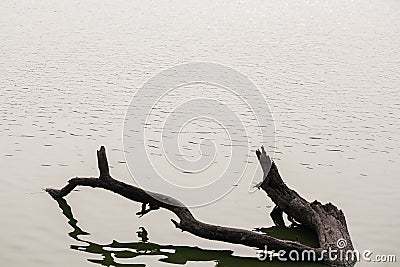 The One Who Floats Stock Photo