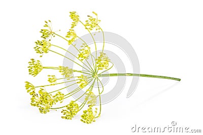 Fresh yellow dill flowers isolated on white Stock Photo