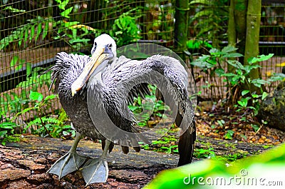 One winged rescued Pelican, Belize Zoo Stock Photo