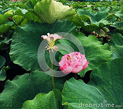 Withered lotus and blooming lotus Stock Photo