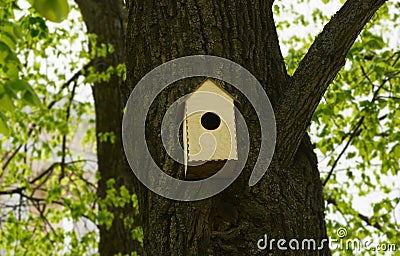 One wooden animal house with the round entrance is attached to the trunk of the deciduous tree Stock Photo