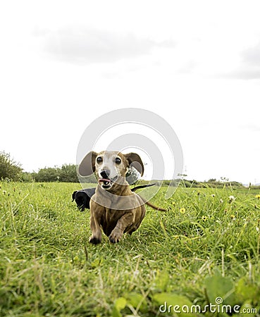 Miniature Dachshund Dog Stock Photo