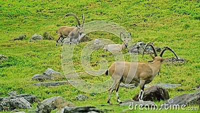Three adult male bighorn goats Editorial Stock Photo
