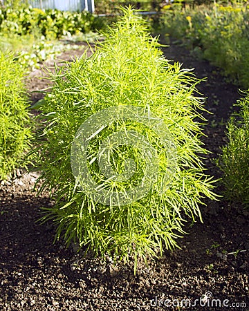 One-year cypress. green cypress bush. decorative bush for the garden. kohia Stock Photo