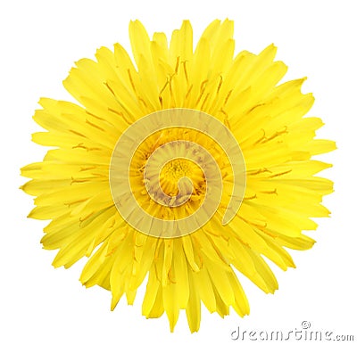 One yellow flower of dandelion Stock Photo