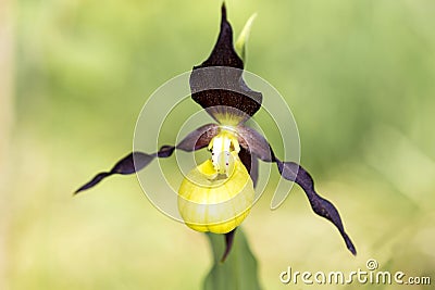 One yellow lady-slipper Stock Photo