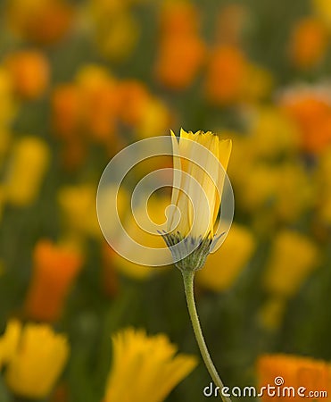 One Yellow Poppy Stock Photo