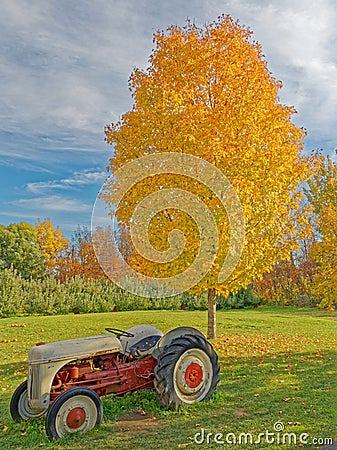 yellow sugar maple tree in Fall color with agriculture farm tractor Stock Photo