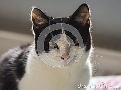 one young black and white domestic cat (Felis catus) looks cute Stock Photo