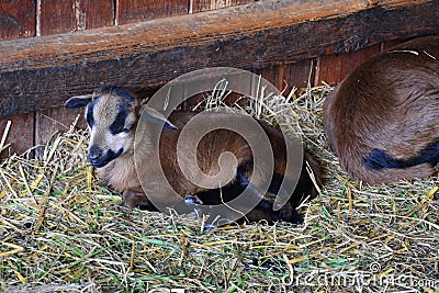 One young brown goatling is in zoo Stock Photo