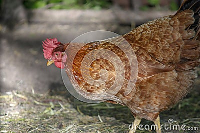 One young brown hen chicken portrait, bird posing in fresh grass on a free yard pasture, red comb on the head. Horizontal Stock Photo