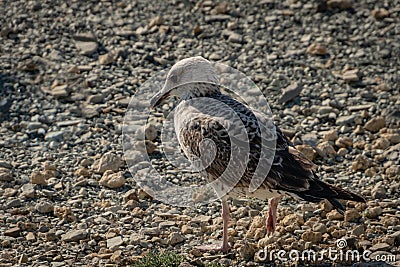 One young seagull Larus marinus stands on a beach of gray sea pebbles. Sunny autumn Stock Photo