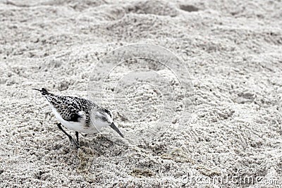 One Young Snowy Plover Bird Stock Photo