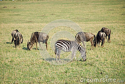 One zebra and five wildbeast Stock Photo