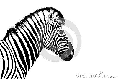 One zebra white background isolated closeup side view, single zebra head profile portrait, black and white art photography Stock Photo