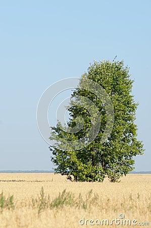 onely tree. Grain field Stock Photo