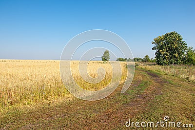 onely tree. Grain field Stock Photo