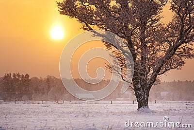 Onely tree in snowfall in early morning Stock Photo