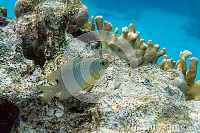 Onespot demoiselle fish in Red Sea sea, Stock Photo