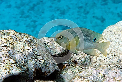 Onespot demoiselle fish in Red Sea sea, Stock Photo