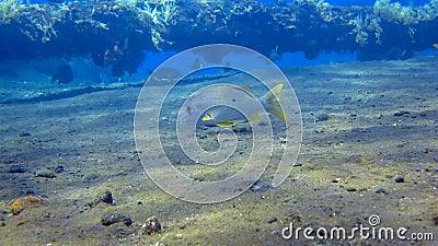 Onespot seaperch or Snapper on a coral reef encrusted wreck of Liberty in Tulamben, Bali, Indonesia. Lutjanus monostigma with blue Stock Photo