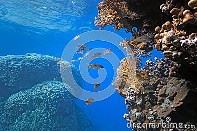 Onespot snapper on the coral reef Stock Photo