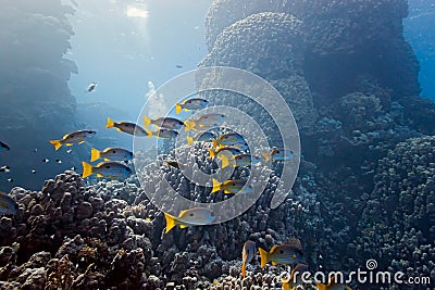 Onespot snapper on the coral reef Stock Photo