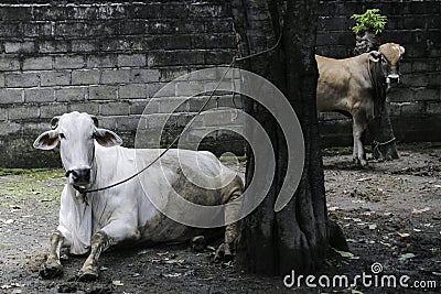 Ongole Crossbred cattle or Javanese Cow or White Cow or sapi peranakan ongole PO or Bos taurus is the largest cattle in Stock Photo