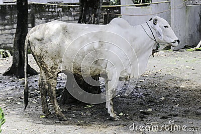 Ongole Crossbred cattle or Javanese Cow or White Cow or sapi peranakan ongole PO or Bos taurus is the largest cattle in Stock Photo