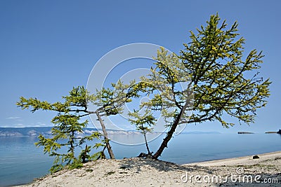 Ð¡oniferous trees on sand, coast of Baikal lake. Stock Photo