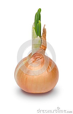 Onion Stock Photo