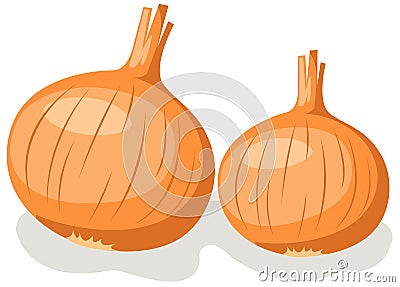 Onion Vector Illustration