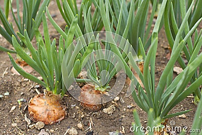 Onion Stock Photo