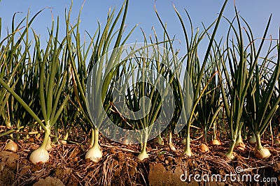 Onion in agricultural farm. Stock Photo