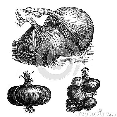 Onion Allium cepa - Antique engraved illustration from Brockhaus Konversations-Lexikon 1908 Cartoon Illustration