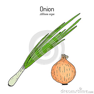 Onion allium cepa , kitchen and medicinal plant Vector Illustration