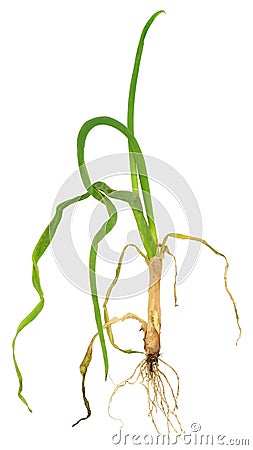 Onion attacked by onion eelworm, Ditylenchus dipsaci Stock Photo