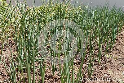 Onion beds. Green onions grow in the garden. Life in the village. Stock Photo