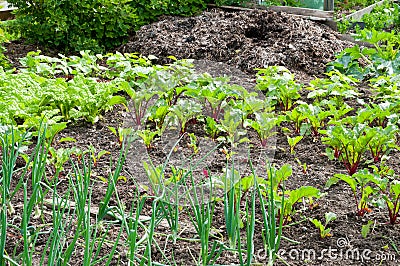 Onion and beetroot plants on a vegetable garden ground Stock Photo