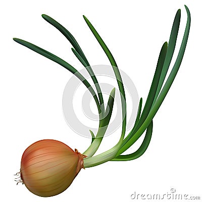 Onion bulb with green sprouts on white background Vector Illustration