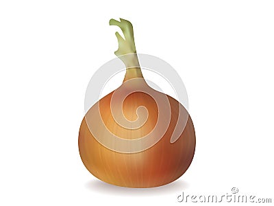 Onion bulb. Isolated image. Realistic style. Vector Illustration